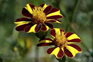 Marigold Flower Drucke: Marigold Tagetes