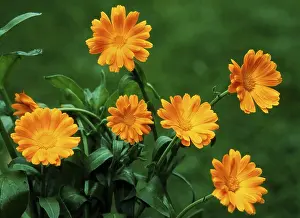 Open Air Blooming Flowers Drucke: Marigolds
