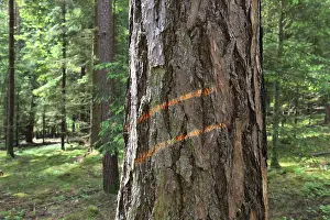 Environmental Protection Measures Drucke: Marking on a tree trunk for logging work