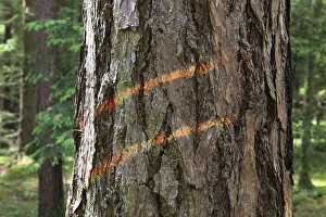Ecofriendly Energy Source Drucke: Marking on a tree trunk for logging work
