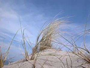 Sand Dune Landscape Drucke: Marram grass