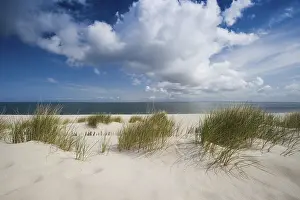 Coastal Landscape Europe Drucke: Marram grass on the beach, List