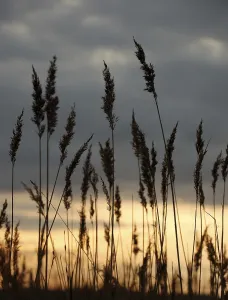Gerahmter Druck : Marsh Gerahmter Druck : Marsh