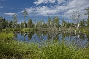 Deserted Wetland Biotope Drucke: Marsh with cloud reflections on Wenger Moor
