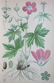 Empty Landscape With Blooming Plants Drucke: Marsh cranesbill (Geranium palustre)