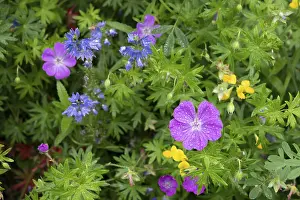 Hesse Germany Flowers Drucke: Marsh cranesbill (Geranium palustre)