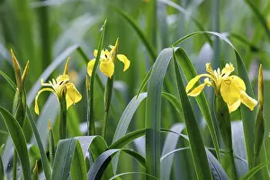 Iridaceae Inflorescence Drucke: Marsh iris (Iris pseudacorus), Germany
