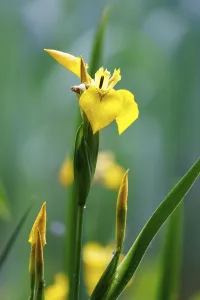 Yellow Iris Germany Drucke: Marsh iris (Iris pseudacorus), Germany