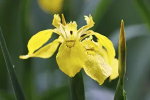 Iridaceae Plant Species Drucke: Marsh iris (Iris pseudacorus), Germany