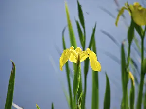 Bilder Datiert 13. Mai 2024: Sumpfiris (Iris pseudacorus L.) Einzelblüte.
