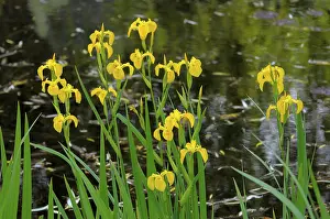 Deserted Water Scene Drucke: Marsh iris by the pond, Marsh iris