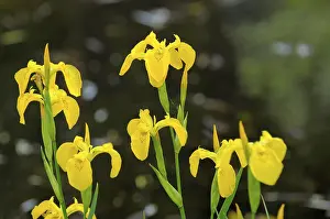 Deserted River Bank Scene Drucke: Marsh iris by the pond, Marsh iris