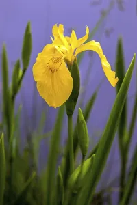 Allgau Plants Drucke: Marsh iris, yellow iris (Iris pseudacorus)