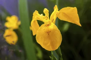 Iridaceae Inflorescence Europe Drucke: Marsh iris, yellow iris (Iris pseudacorus)
