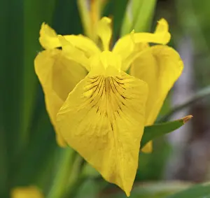 Middle Elbe Biosphere Reserve Drucke: Marsh iris, yellow iris (Iris pseudacorus)
