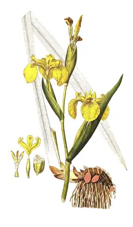 Water Iris Drucke: Marsh Iris, Yellow Iris (Iris pseudacorus) and Water Iris
