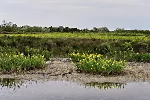 Swampy Vegetation Drucke: A marsh full of yellow irises (Iris pseudacorus)