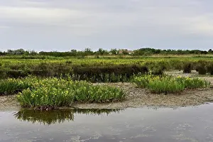 European Iridaceae Flowers Drucke: A marsh full of yellow irises (Iris pseudacorus)