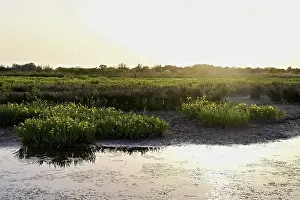 Swampy Vegetation Drucke: A marsh full of yellow irises (Iris pseudacorus)