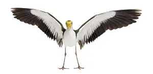 White Background Bird Photos Drucke: Masked lapwing spreading his wings