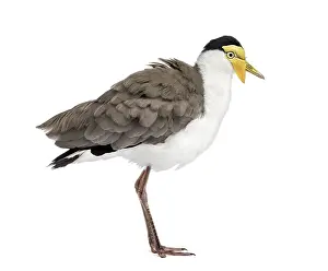 Wild Animal Profile Drucke: Masked lapwing standing in front of a white background