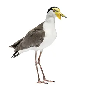 Plain Colored Background Animal Photo Drucke: Masked lapwing standing in front of a white background