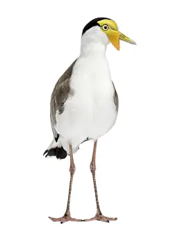 Studio Shot Of A Bird Drucke: Masked lapwing standing in front of a white background