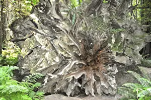 US American Natural Preserve Drucke: Massive redwood root with visible root strands and moss