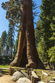 California Mountains Drucke: Massive sequoia tree trunk with a split opening at its base