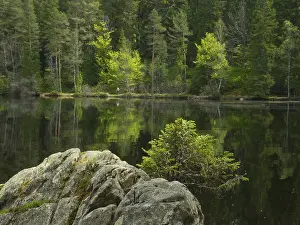 Southern Germany Swamp Landscape Drucke: Mathisleweiher, moor lake, reflection