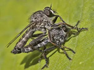 Pterygote Insect Copulation Drucke: Mating Robber Flies