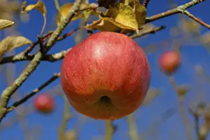 Apple Tree Drucke: A mature apple on an apple tree