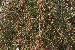 Apple Tree Drucke: Maturity apples (Malus) am Apple tree