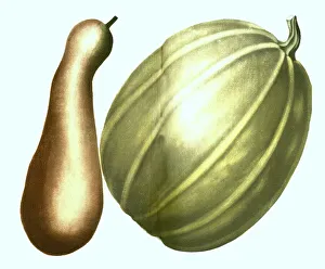 Gerahmter Druck : Maximo, lang und verschiedene Arten der Gurke (Cucurbita) Gerahmter Druck : Maximo, lang und verschiedene Arten der Gurke (Cucurbita)