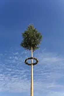 Decorative Fir Trees Drucke: Maypole, decorated conifer, tree trunk