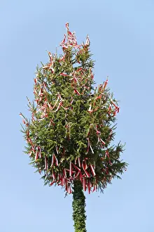 Blue Sky Daytime Scene Drucke: Maypole, decorated with ribbons