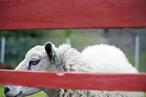 Deserted Farm Animal Drucke: Md6N1OMNCmE