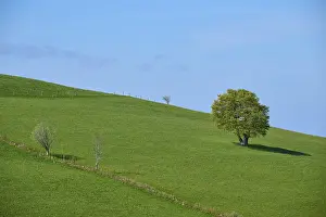 Springtime In Germany Drucke: Meadow with beech tree in spring