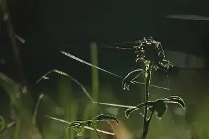 Uninhabited Grass Field Drucke: Meadow with cobweb threads, autumn, Germany