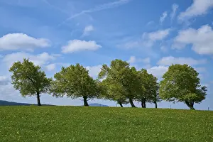 Deciduous Trees In Germany Drucke: Meadow with copper beeches with cloudy sky in spring