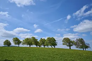 Copper Beeches In Spring Drucke: Meadow with copper beeches with cloudy sky in spring