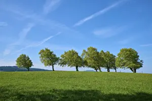 Copper Beeches Drucke: Meadow with copper beeches in spring