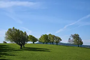 Copper Beeches In Spring Drucke: Meadow with copper beeches in spring