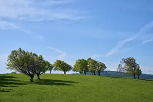 Freiburg Im Breisgau Scenery Drucke: Meadow with copper beeches in spring