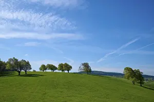 Central Europe Forest Scenery Drucke: Meadow with copper beeches in spring