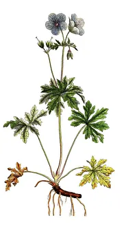 Geranium Pratense Drucke: Meadow Cranesbill, Geranium pratense