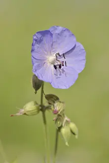 Geranium Pratense Drucke: Meadow cranesbill (Geranium pratense)