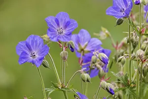 Geranium Pratense Drucke: Meadow cranesbill (Geranium pratense)