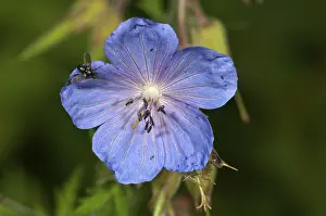 Geranium Pratense Drucke: Meadow cranesbill (Geranium pratense)