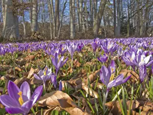 Southern Germany Botany Drucke: Meadow with Crocus (Crocus) in Bad Teinach